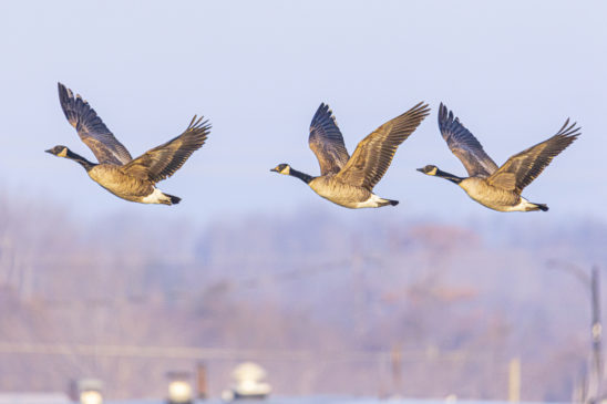 Geese fly in the sky, emphasizing the unknown variables of event planning in 2022.